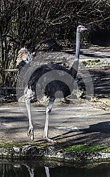 African ostrich 16