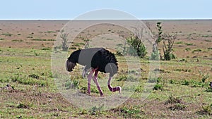 African ostrich walking through the savannah in its natural environment