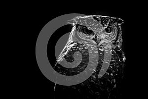 African owl black and white image