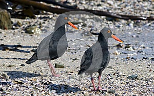 African oystercatcher