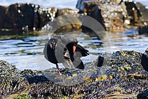 African oystercatcher