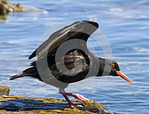 African oystercatcher