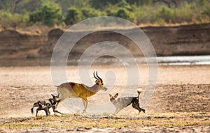 African Painted Dog feeding on a live puku kill in South Luangwa National Park, Zambia photo