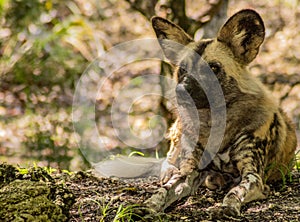 African Painted Dog Lying on Ground and Looking Ahead