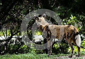 African Painted Dog Standing and Looking into the Distance