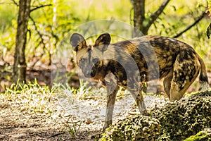 African painted Dog Standing and Making Eye Contact on Sunny Day