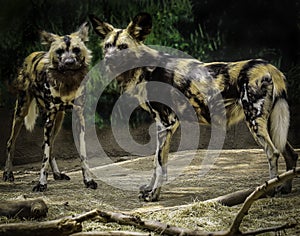 African Painted Dogs