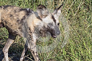 African Painted wild dog at Hluhluwe-Imfolozi Wildlife Park