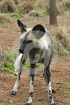 African painted wild dog (Lycaon pictus)