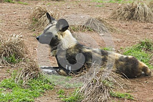 African painted wild dog (Lycaon pictus)