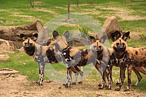 African painted wild dogs