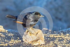 African Pale-Winged Starling