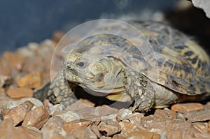 African pancake tortoise