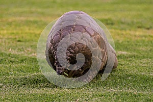 An African pangolin in a wildlife sanctuary