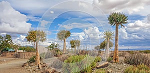 African panorama landscape with Quivertree forest and granite rocks with dramatic sky. Namibia photo