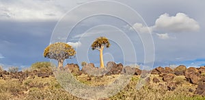 African panorama landscape with Quivertree forest and granite rocks with dramatic sky. Namibia photo
