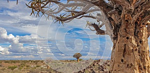 African panorama landscape with Quivertree forest and granite rocks with dramatic sky. Namibia