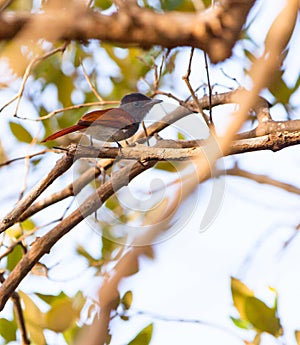 African Paradise Flycatcher