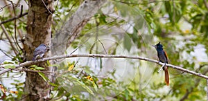 African Paradise Flycatcher and Ashy Flycatcher photo