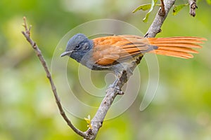 African Paradise Flycatcher photo