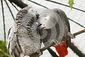 African parrots gray kiss pair. romance