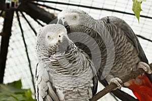 African parrots gray kiss pair. wildlife sweet