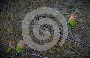 African Peach-Faced Lovebirds