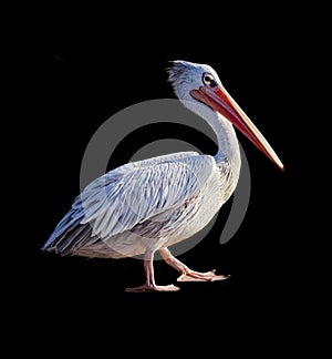 African pelican isolated on black background. It's a walking bird