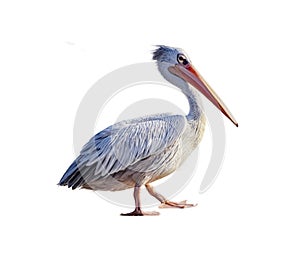African pelican isolated on white background. It's a walking bird