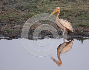 African pelican with reflection on pond