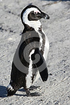 African or Penguin