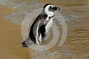 African penguin