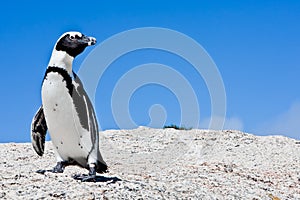 African Penguin