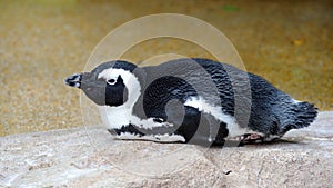 African penguin