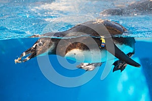 African penguin