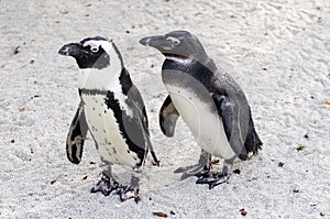 African penguin