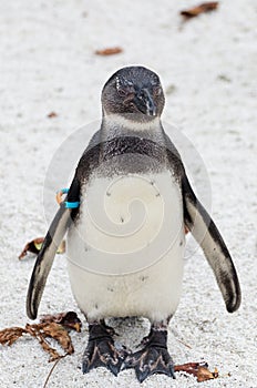 African penguin