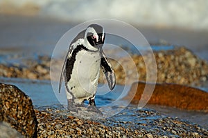 African penguin