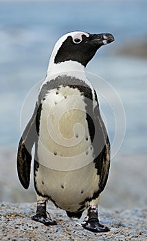 African penguin