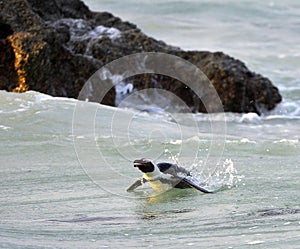 African penguin