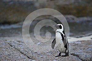 African penguin