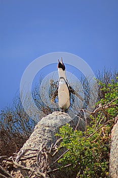 African penguin