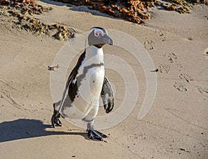 African Penguin