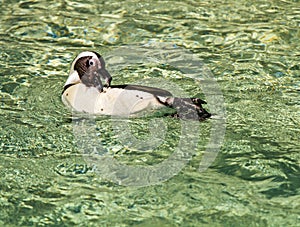 African Penguin