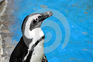 African Penguin