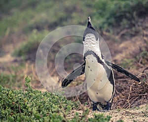 African penguin