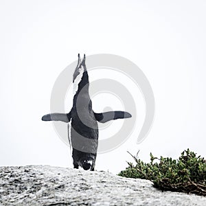 African penguin