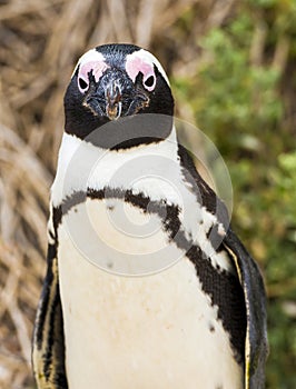 African Penguin