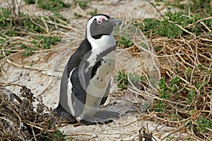 African penguin