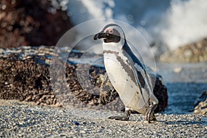 African penguin. African penguin (spheniscus demersus), also known as the penguin and black-footed penguin